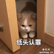 <b>怎么让猫咪意识到自己做错了?</b>