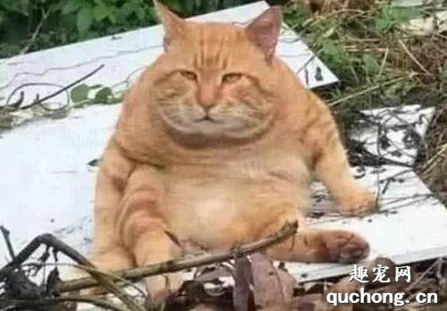 橘猫为什么容易养胖?