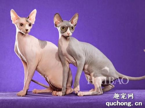 无毛猫皮肤病 猫藓你知道该如何做治疗吗?