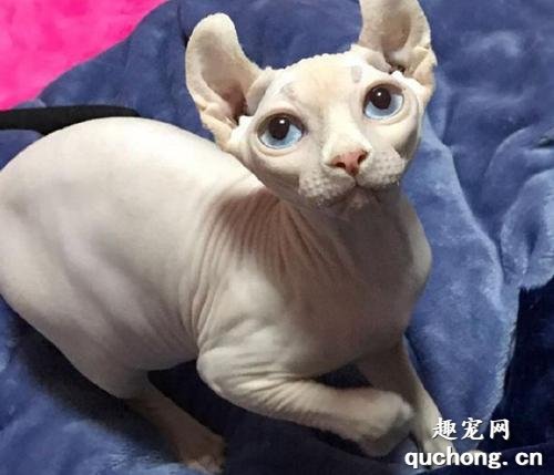 无毛猫皮肤病 猫藓你知道该如何做治疗吗?