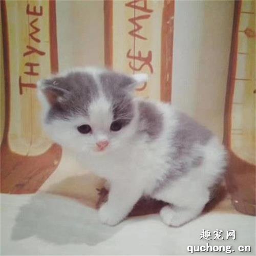 怎样给小奶猫断奶 科学断奶攻略