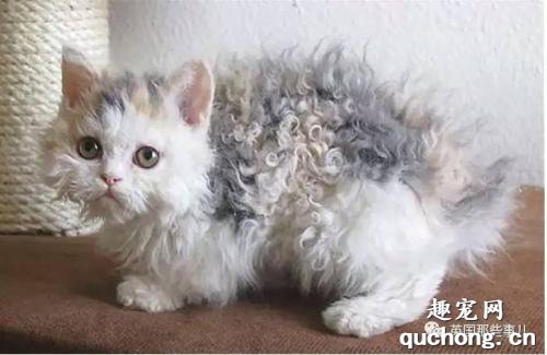 猫咪厌食过几天能好吗?猫咪厌食的原因和解决办法