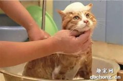 <b>猫洗澡频率 猫咪科学洗澡指南</b>