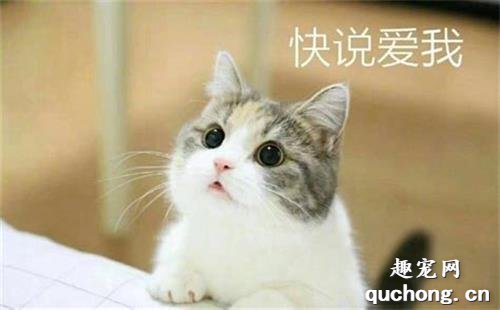 小奶猫如何刺激排便？ 不刺激排便猫会死吗？