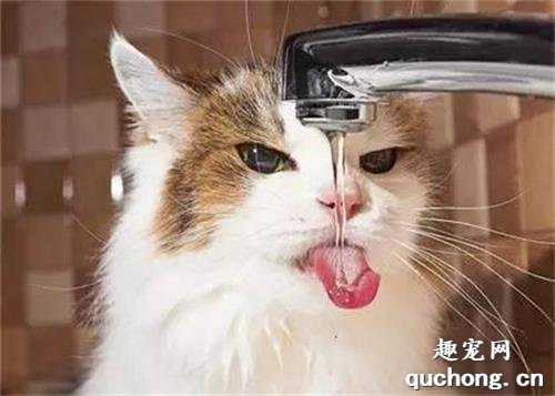 猫中暑的症状 如何帮助猫咪解暑?