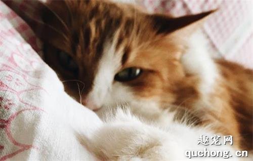 猫咪腹泻的原因及治疗方法