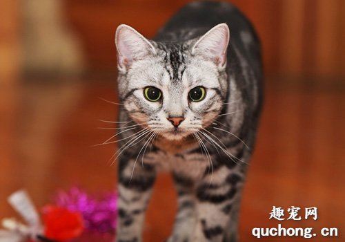 猫乱尿的原因 猫乱尿改怎么办?