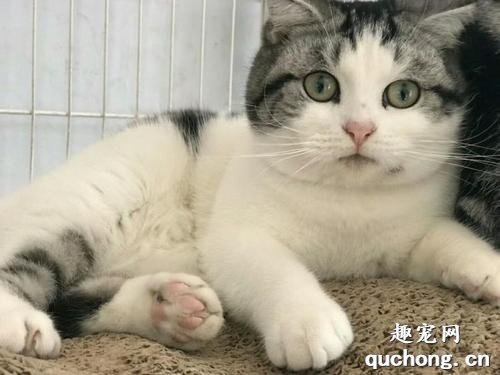 猫咪为什么会流产 猫咪流产的原因有哪些?