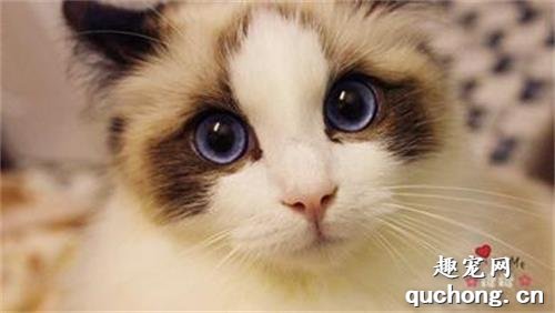 猫咪为什么会流产 猫咪流产的原因有哪些?