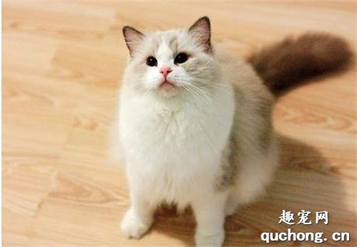 给猫剪指甲有什么用? 如何给猫修剪指甲?