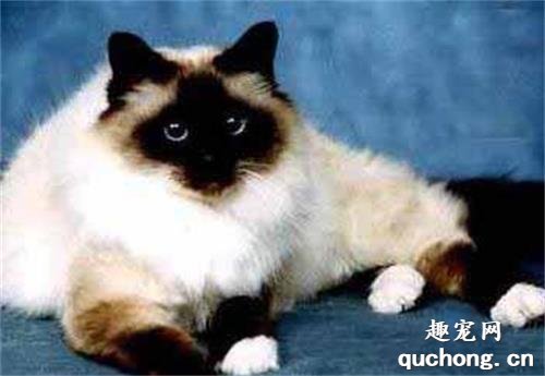 给猫剪指甲有什么用? 如何给猫修剪指甲?
