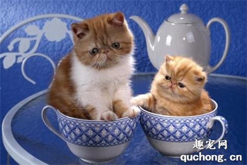 猫下巴长脓包 猫下巴长脓包你可得注意了!