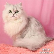 <b>猫咪泪痕重怎么办 怎么变回漂亮的小猫咪</b>