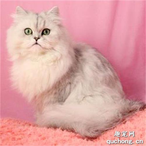 猫咪泪痕重怎么办 怎么变回漂亮的小猫咪