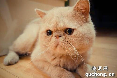 猫咪泪痕重怎么办 怎么变回漂亮的小猫咪