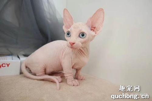猫瘟和犬瘟有什么区别 该怎么预防呢?