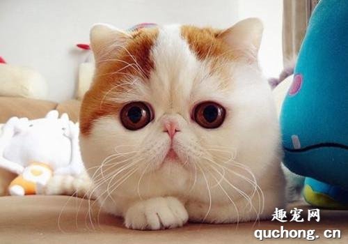 猫瘟和犬瘟有什么区别 该怎么预防呢?
