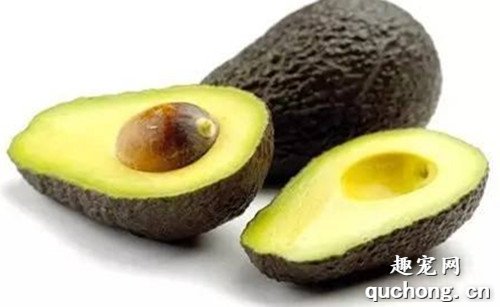 哪些食物能让泰迪毛发丰富?