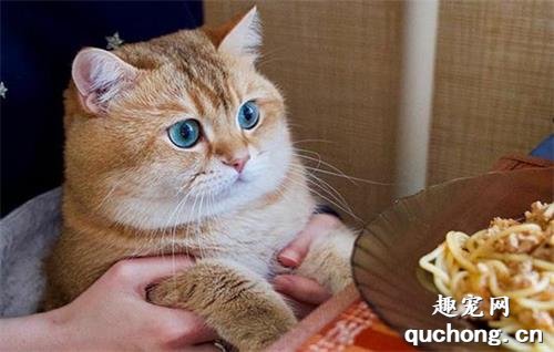 猫咪饭量标准 你家猫咪吃多少?
