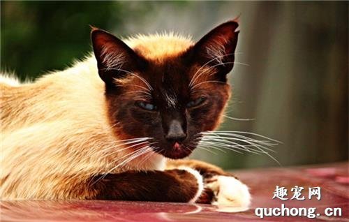 猫咪笼养好还是放养好?