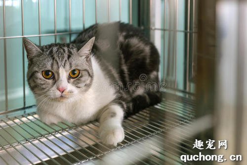 猫咪笼养好还是放养好?