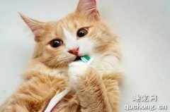猫刷牙怎么刷？ 给猫刷牙要刷多少次才好？