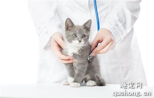 小猫咪得肾衰是什么原因？