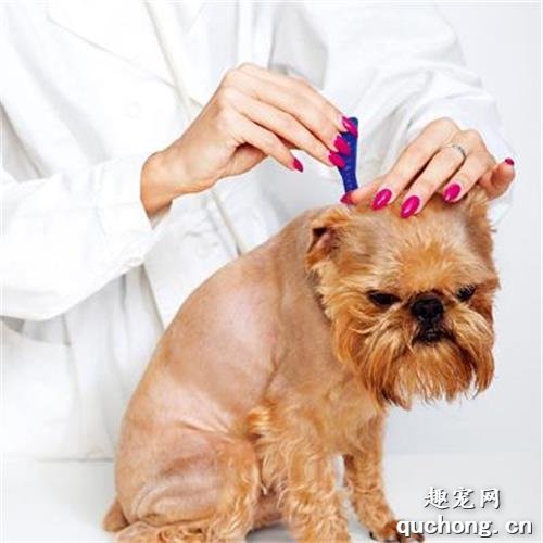 狗狗身上的虱子怎么去除?