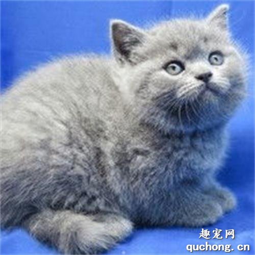 如何养和训练蓝猫?