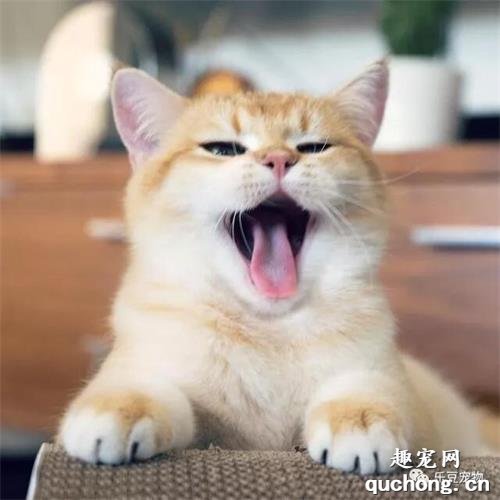 猫咪都会发腮吗 猫咪发腮吃什么比较好