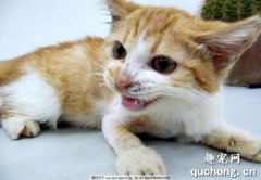 猫咪异食癖的症状 如何阻止猫咪食用异物