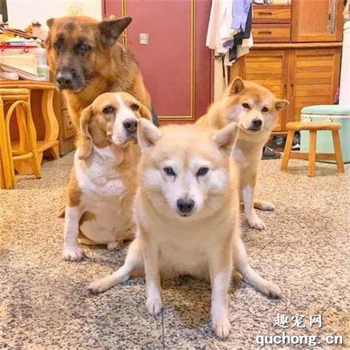 <b>桌上放了一大盆肉粽，4只狗子早早站一排等着吃，主人：压力好大啊！</b>