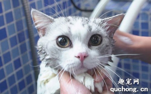 怎么给不喜欢水的猫咪洗澡?