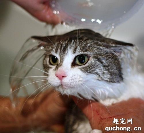怎么给不喜欢水的猫咪洗澡?