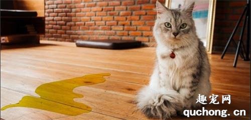 猫咪突然乱尿可能是什么原因?