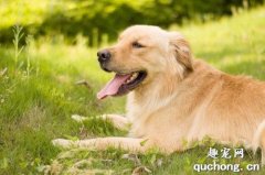缺钙时的狗狗一般有哪些症状？