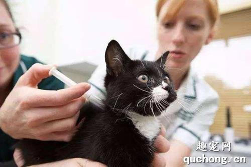 家养的猫咪多久驱虫一次？