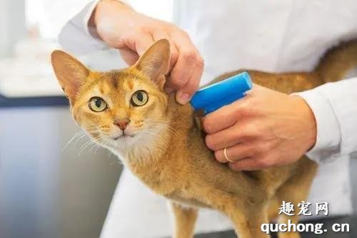 家养的猫咪多久驱虫一次？