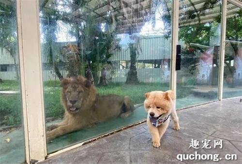 <b>松狮跑到动物园认亲，狮子：这是个啥玩意？</b>