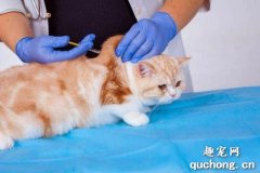 <b>给猫咪打疫苗有哪些要点?</b>