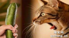 <b>为什么猫咪会害怕黄瓜？</b>