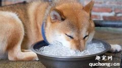 <b>炎热的夏天怎么帮狗狗消热避暑？</b>