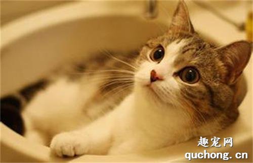 想给猫咪洗澡有哪些要点?