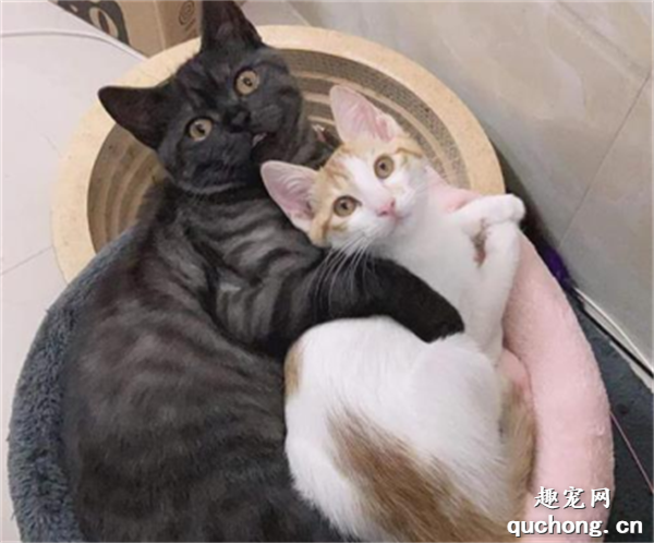 <b>黑猫和橘猫结合后可以生出来的小猫竟然是这个颜色...</b>