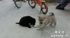 <b>狗一共生了五只小狗，纯黑色的小狗却被嫌弃，原因让人很无语</b>