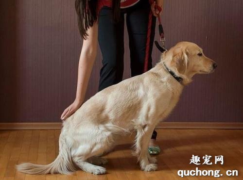 训练狗狗用什么奖励比较好？