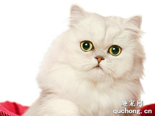 猫咪到新环境会有哪些应激反应?