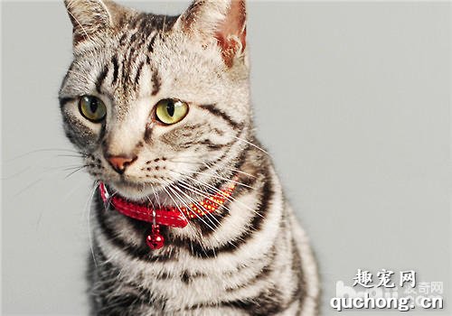 猫咪发烧的时候会有哪些症状?