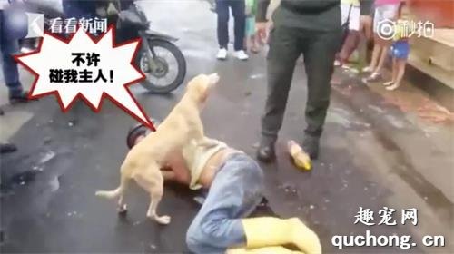 <b>昨天贵州发生地震，这只大金毛立功了！</b>