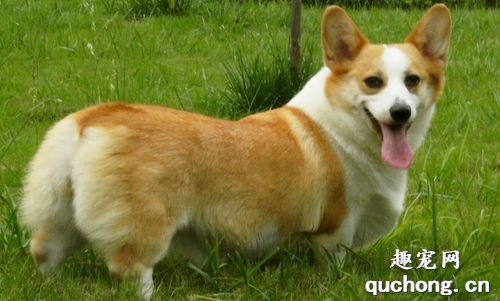 纯种柯基犬价格多少钱一只?